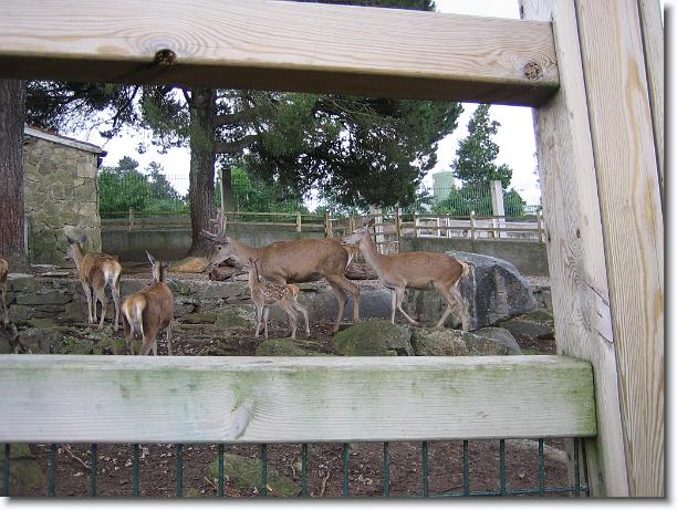 Diapositiva siguiente